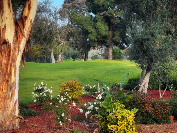 Flowers and tree along golf course